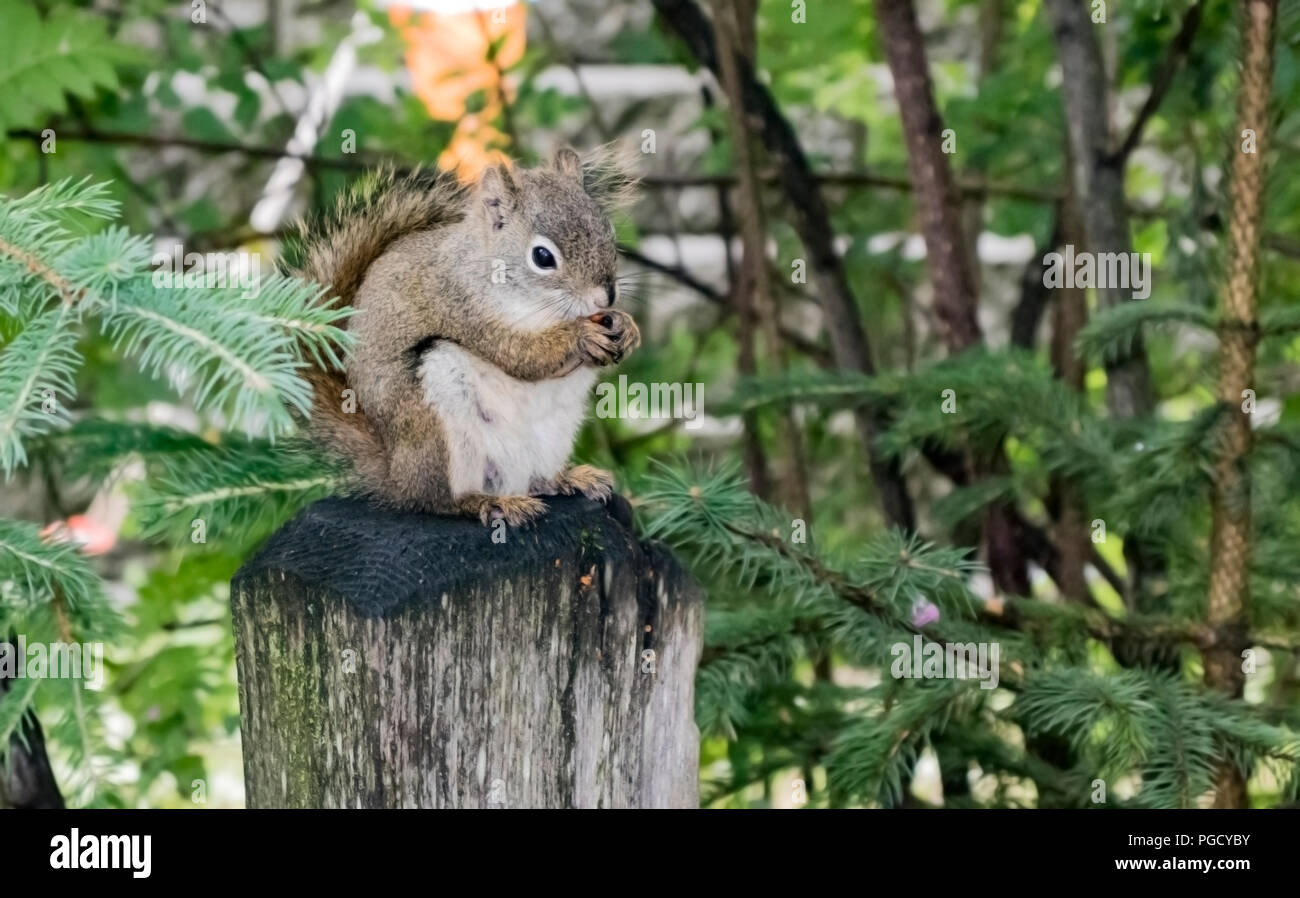 Ein graues Eichhörnchen auf einem hölzernen Pfosten thront, umklammerte eine Mutter in seinen Klauen, in Denali National Park, Alaska, USA im Sommer. Stockfoto