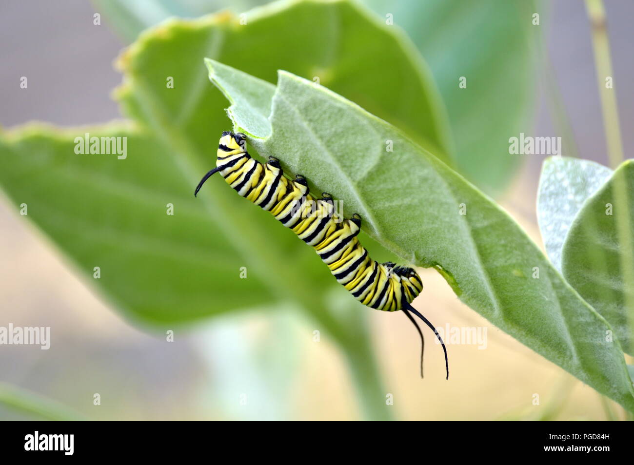 Guayana Venezuela 25 August 2018 Sonnige Und Warme Tag In Diesem Sudamerikanischen Stadt Eine Raupe Der Monarchfalter Danaus Plexippus Mehrfarbig Mit Schwarz Und Gelb Weiss Feeds Auf Eine Tropische Pflanze Auf Einer