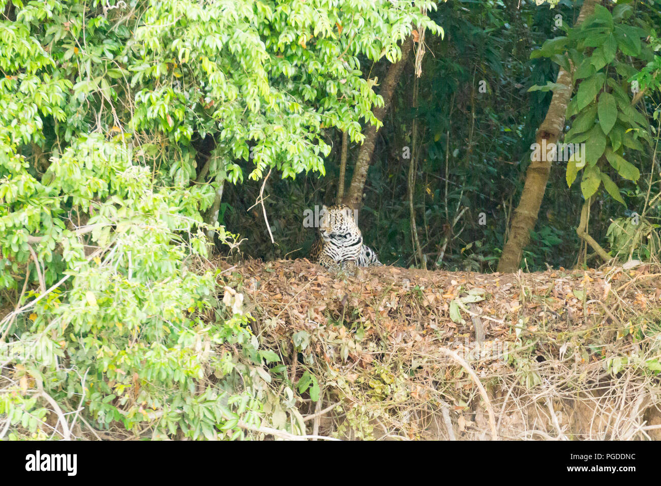 Jaguar am Ufer vom Pantanal, Brasilien. Wilde brasilianische Katze. Natur und Tierwelt Stockfoto