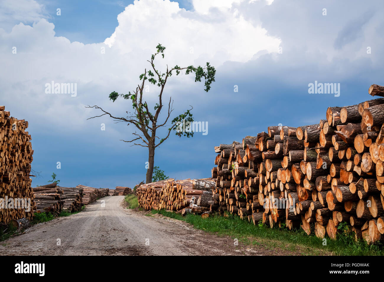 Im Wald von Bäumen im Frühjahr gespeichert Stockfoto