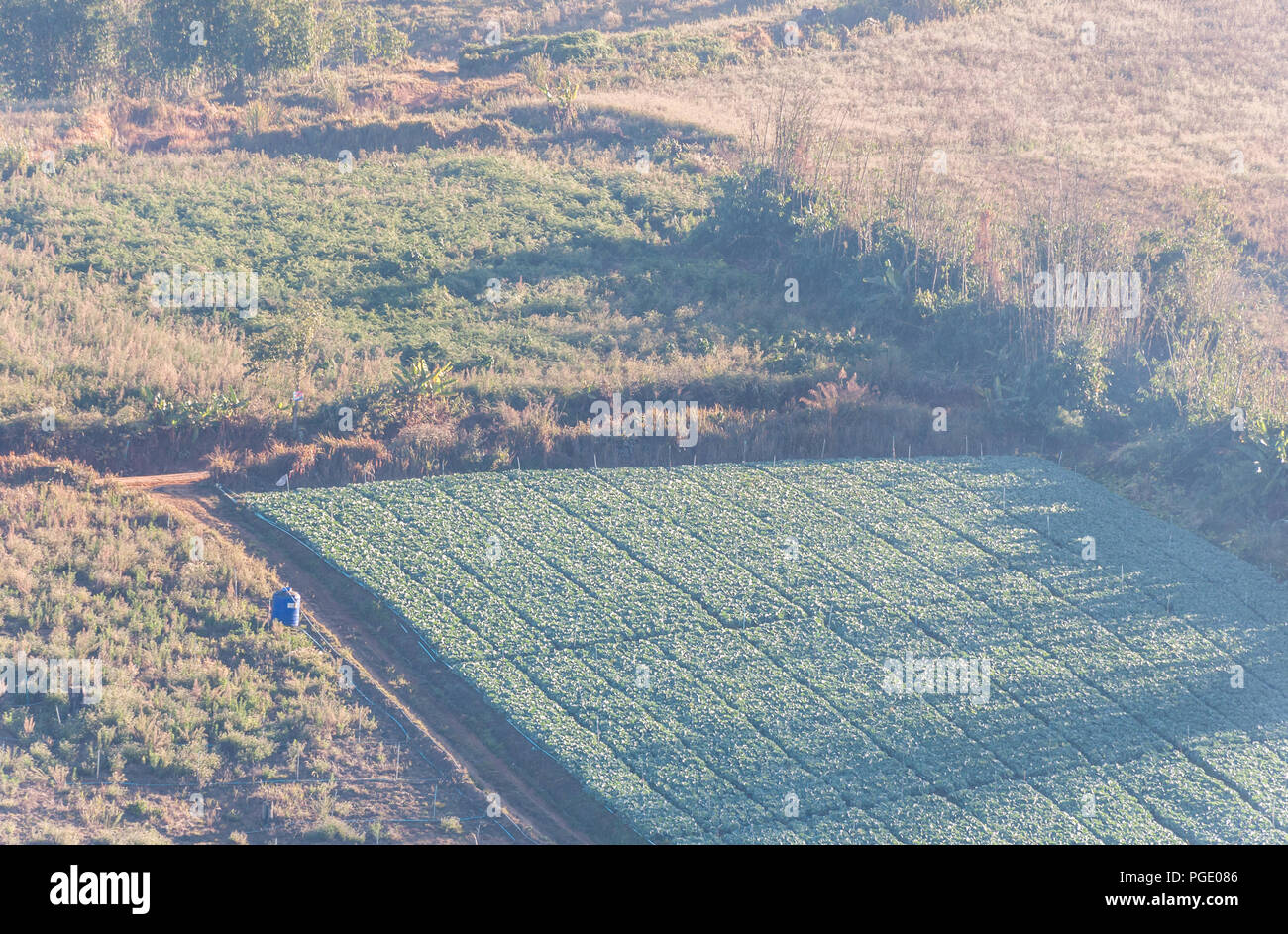 Lokale Kohl Bauernhof auf dem Hügel mit der Dunst in den frühen Morgen, auf dem Land von Thailand. Stockfoto