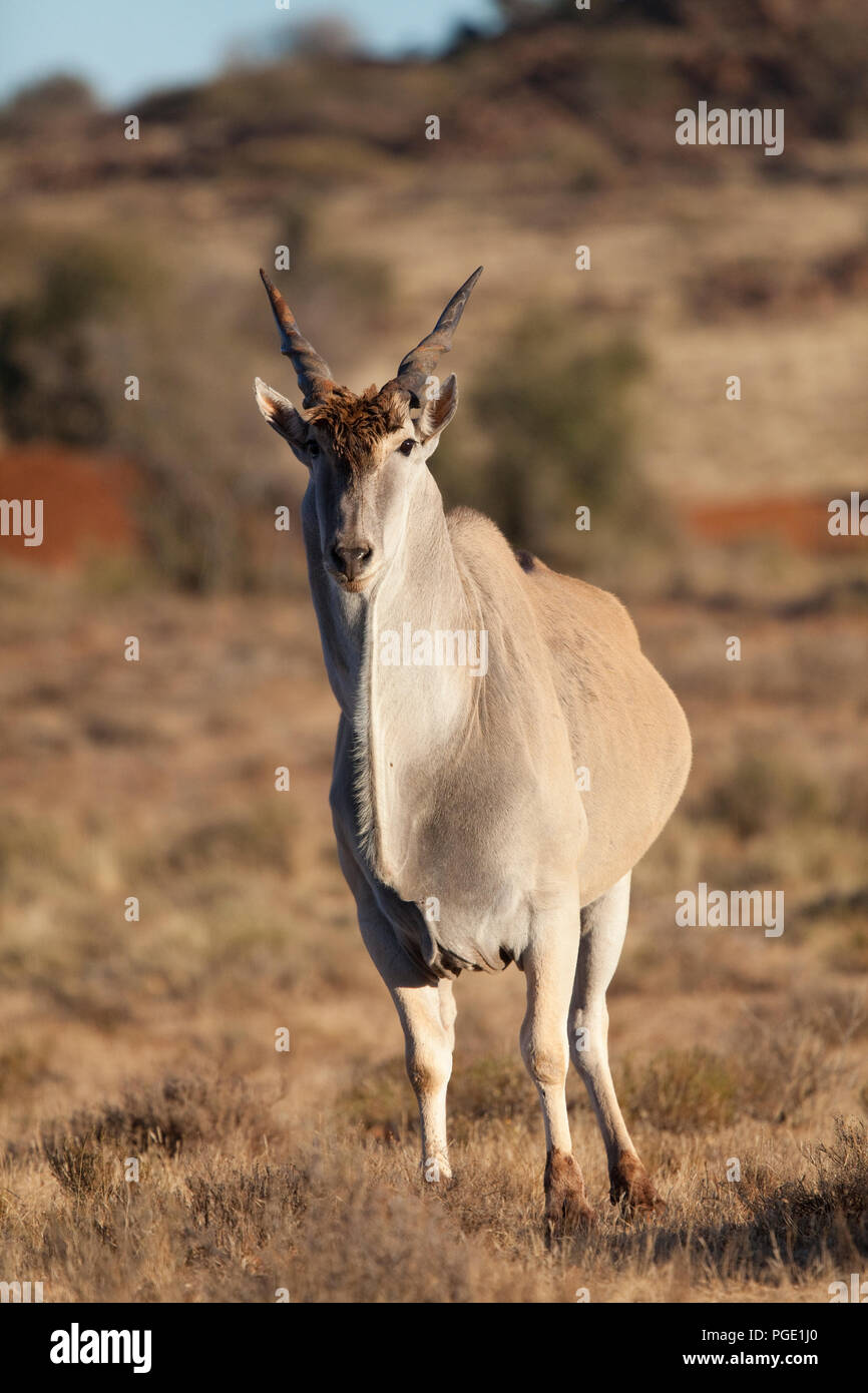 Gemeinsame Elenantilope (taurotragus Oryx), Karoo National Park, Südafrika. Stockfoto