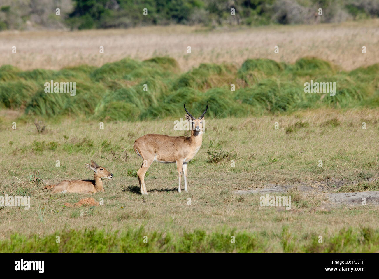 Comon Riedböcke, Tembe Elephant Park, Südafrika. Stockfoto