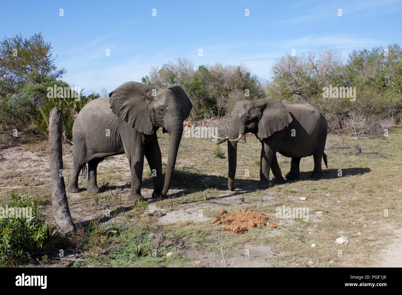 Afrikanischer Elefant an Tembe Elephant Park, Kwazulu Natal, Südafrika. Stockfoto