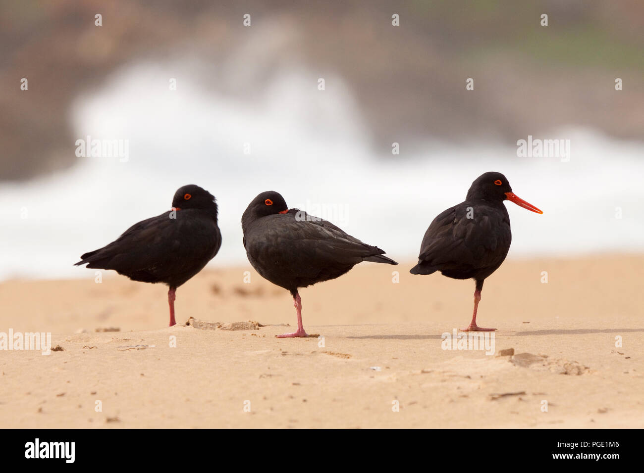 Afrikanische Oyster Catcher (Haematopus moquini), Robberg Nature Reserve, Südafrika. Stockfoto