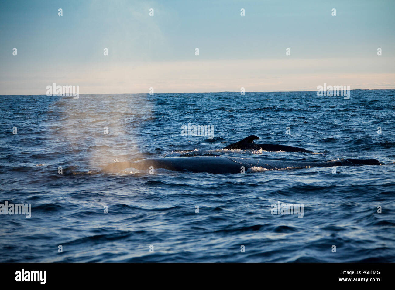 Migration von Southern Wright Wale, Position für ihre Brutstätte, Gansbaai, Südafrika. Stockfoto