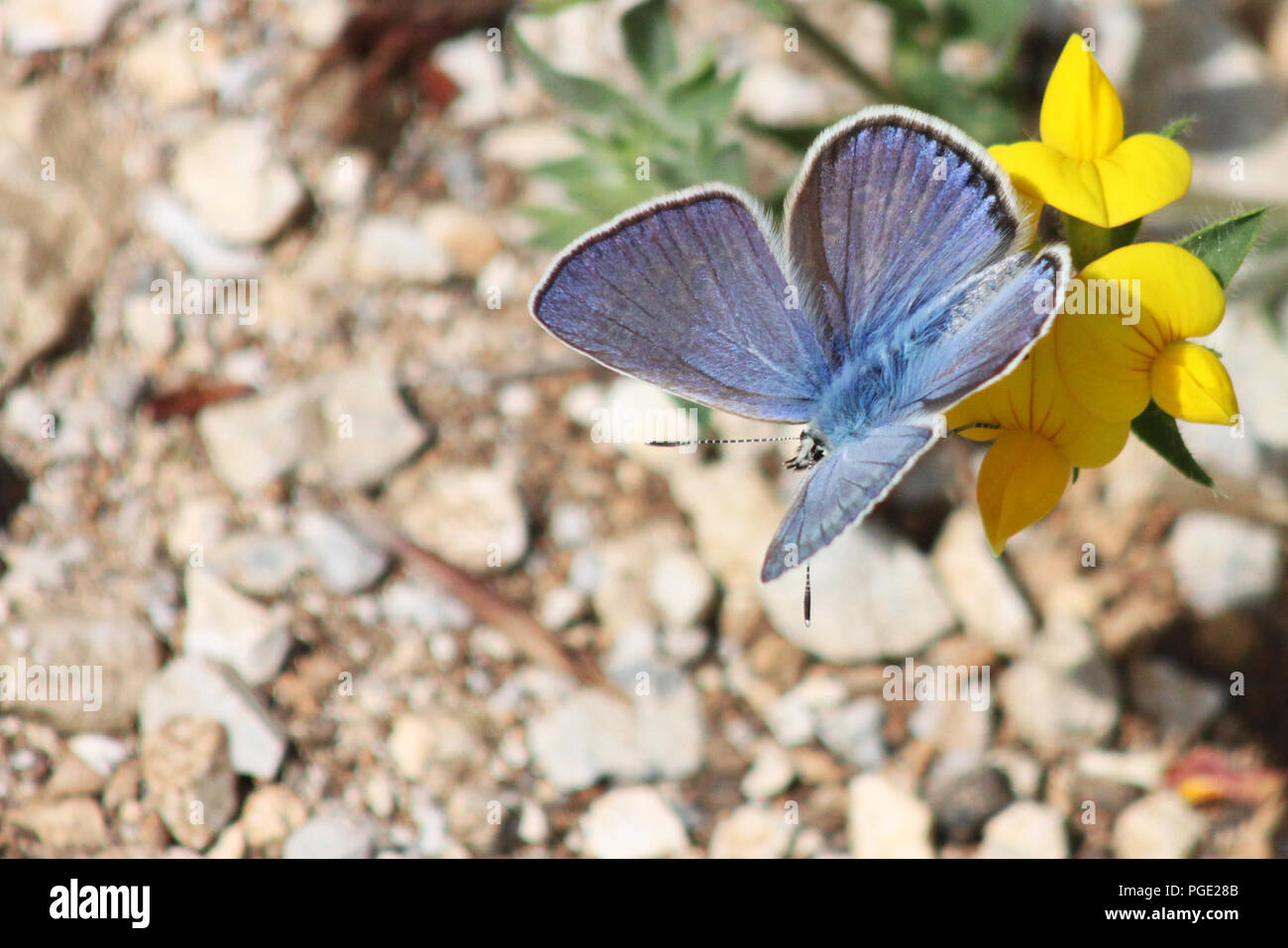Wunderschöne blaue Schmetterling auf gelbe Blume Stockfoto