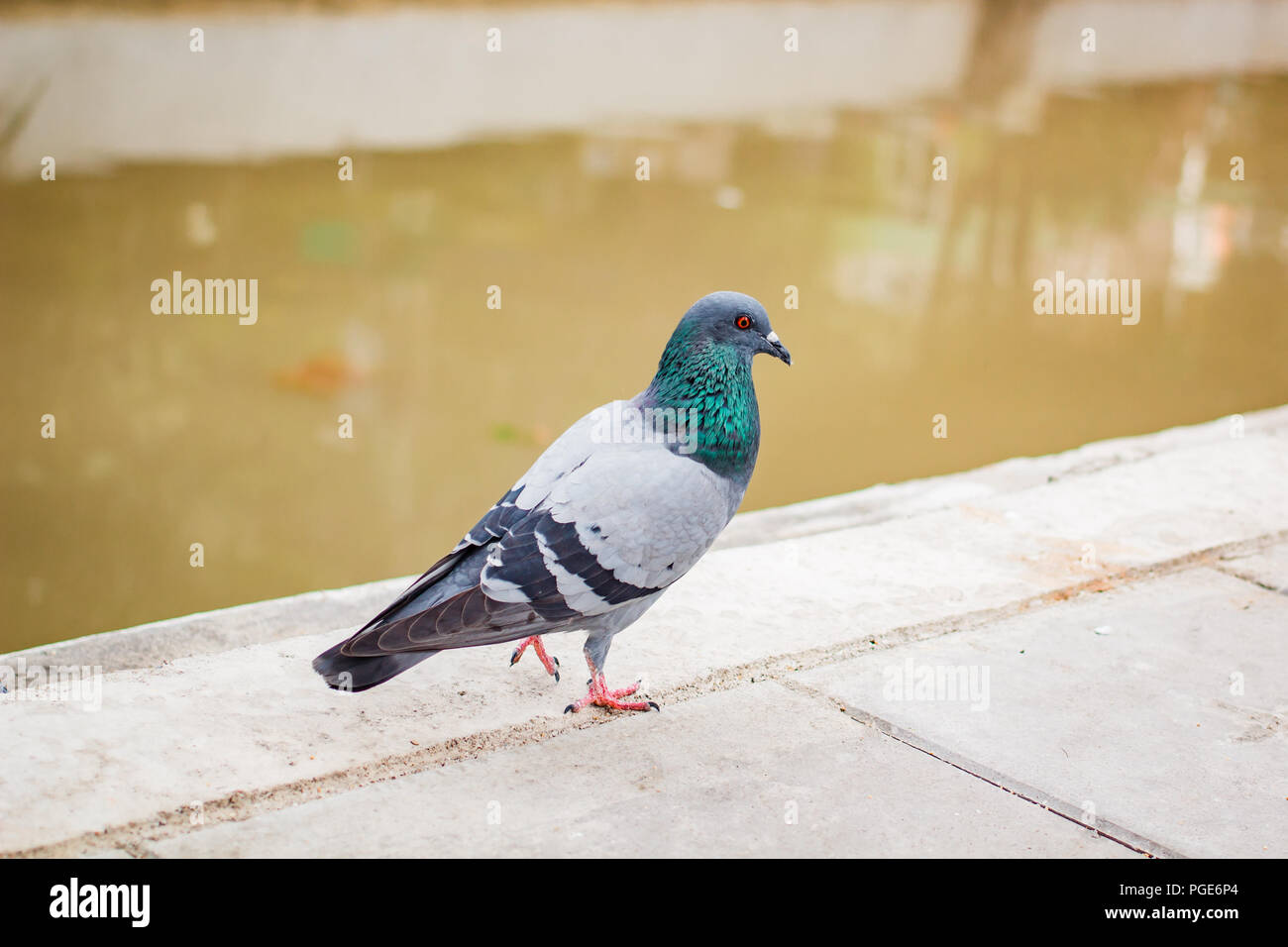 Pegions oder Tauben der Stadt bewohnt, pegions ist das Symbol des Friedens, Thailand. Stockfoto