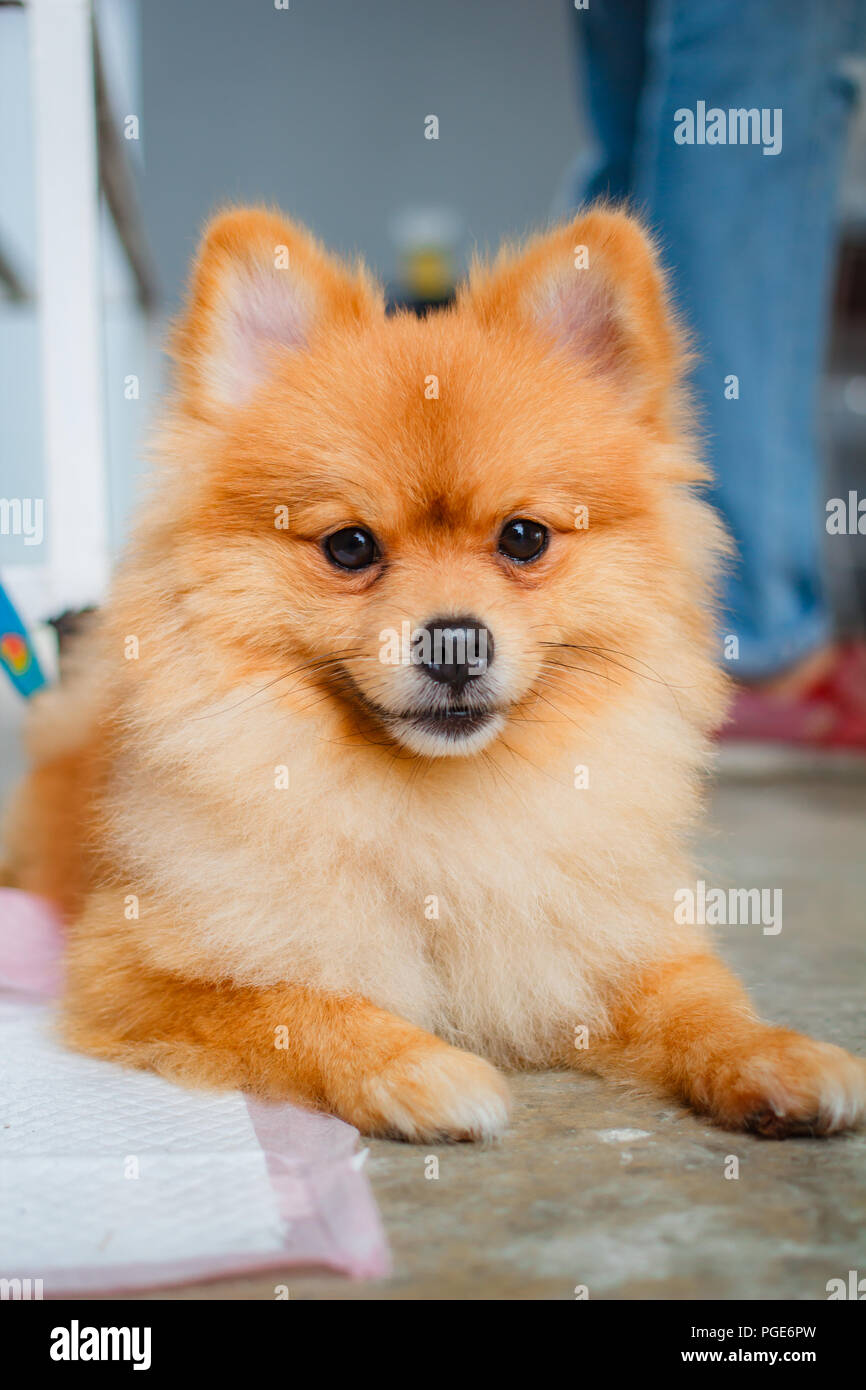 Pomeranian Hund smile so nett, schön pomeranian Hund. Stockfoto