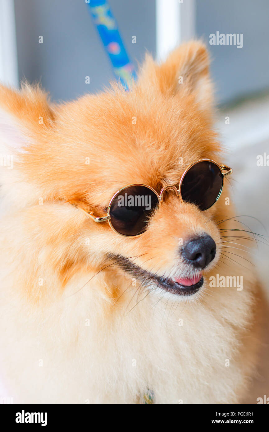 Pomeranian Hund smile so nett, schön pomeranian Hund Stockfotografie - Alamy