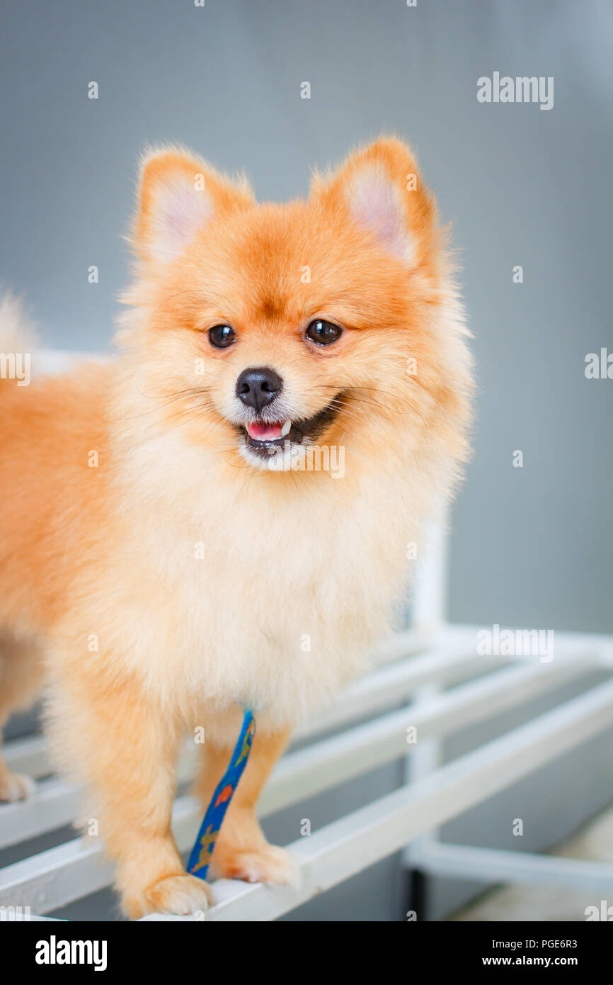 Pomeranian Hund smile so nett, schön pomeranian Hund. Stockfoto
