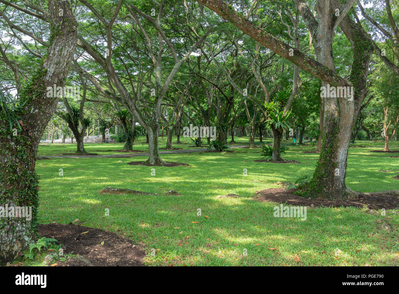 Singapur - 8. Juli 2018: Pasir Ris Park park Bäume und Gras Stockfoto