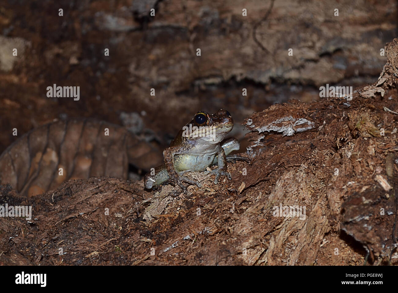 Das Abenteuer Nachtwanderung in Borneo Stockfoto