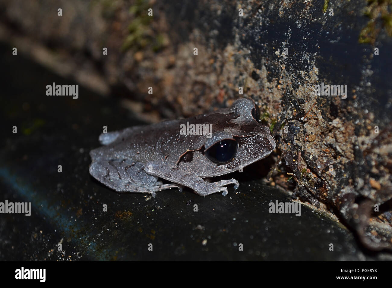 Das Abenteuer Nachtwanderung in Borneo Stockfoto