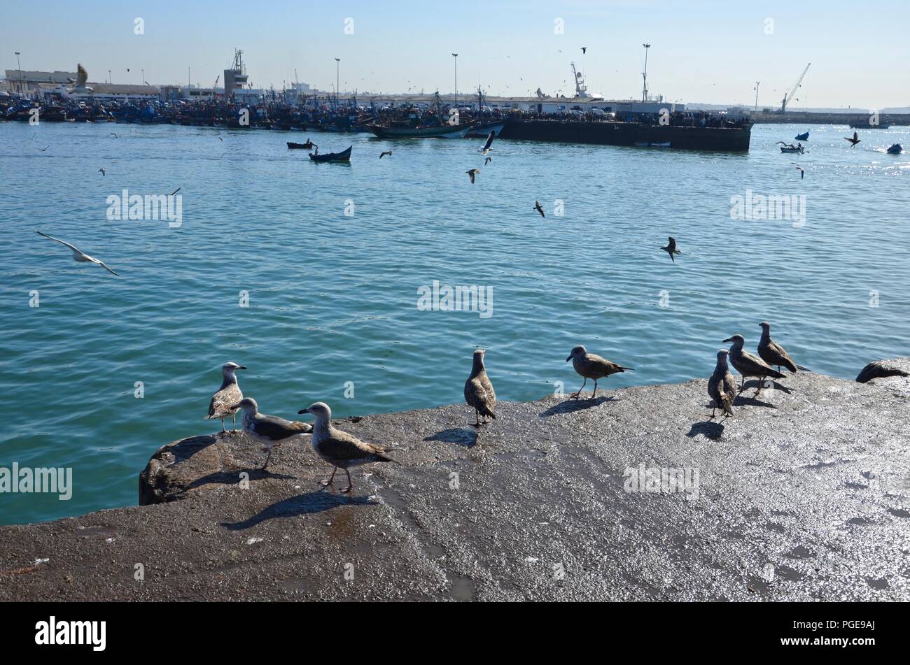 Mowen Am Fischereihafen In Agadir Marokko Fisch Fischerboote Industrie Atlantikkuste Atlantischen Meer Blauer Himmel Sonnig Kai Essen Ferienhauser Stockfotografie Alamy