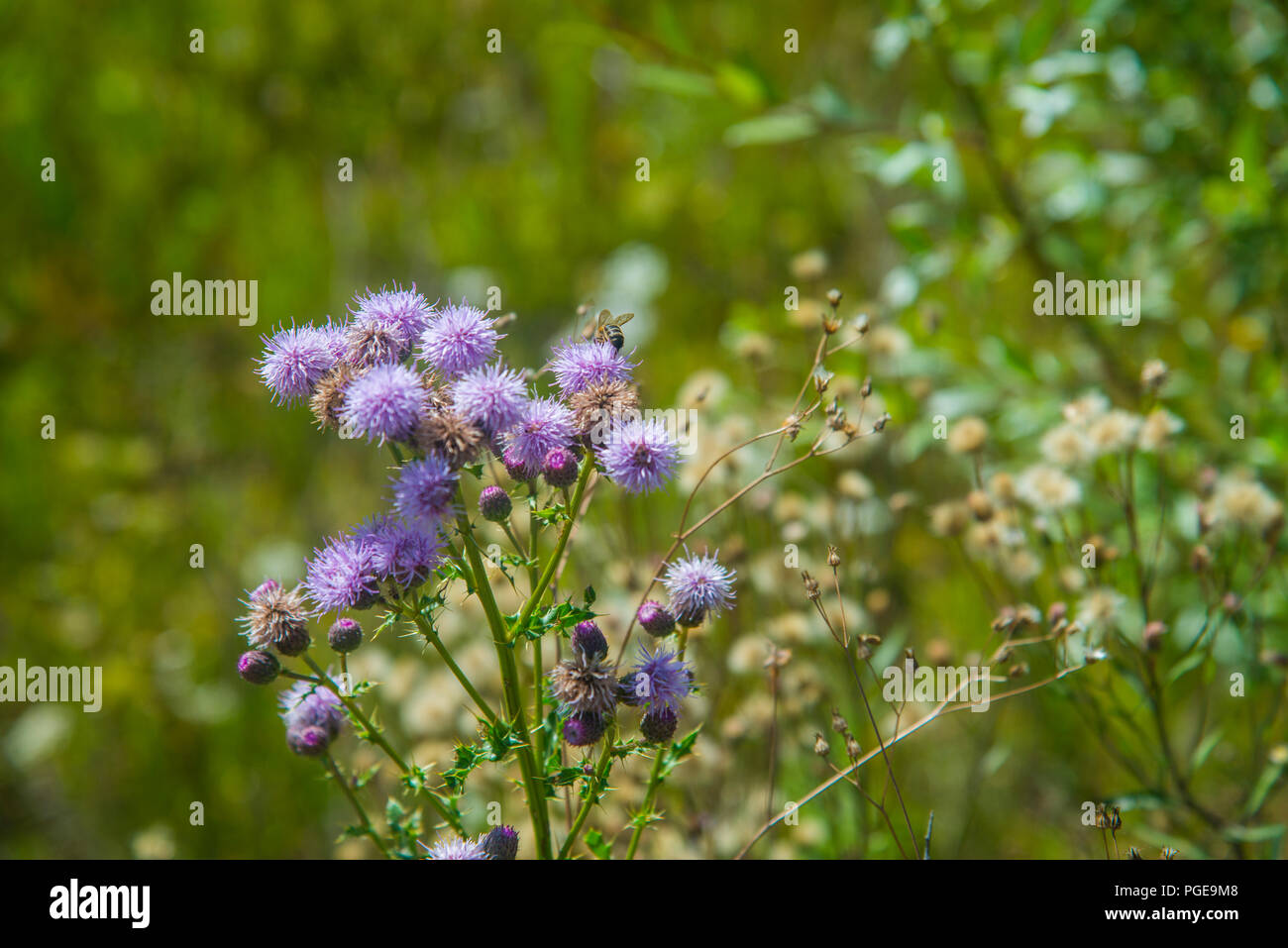 Biene nippen an wilden Blumen. Stockfoto