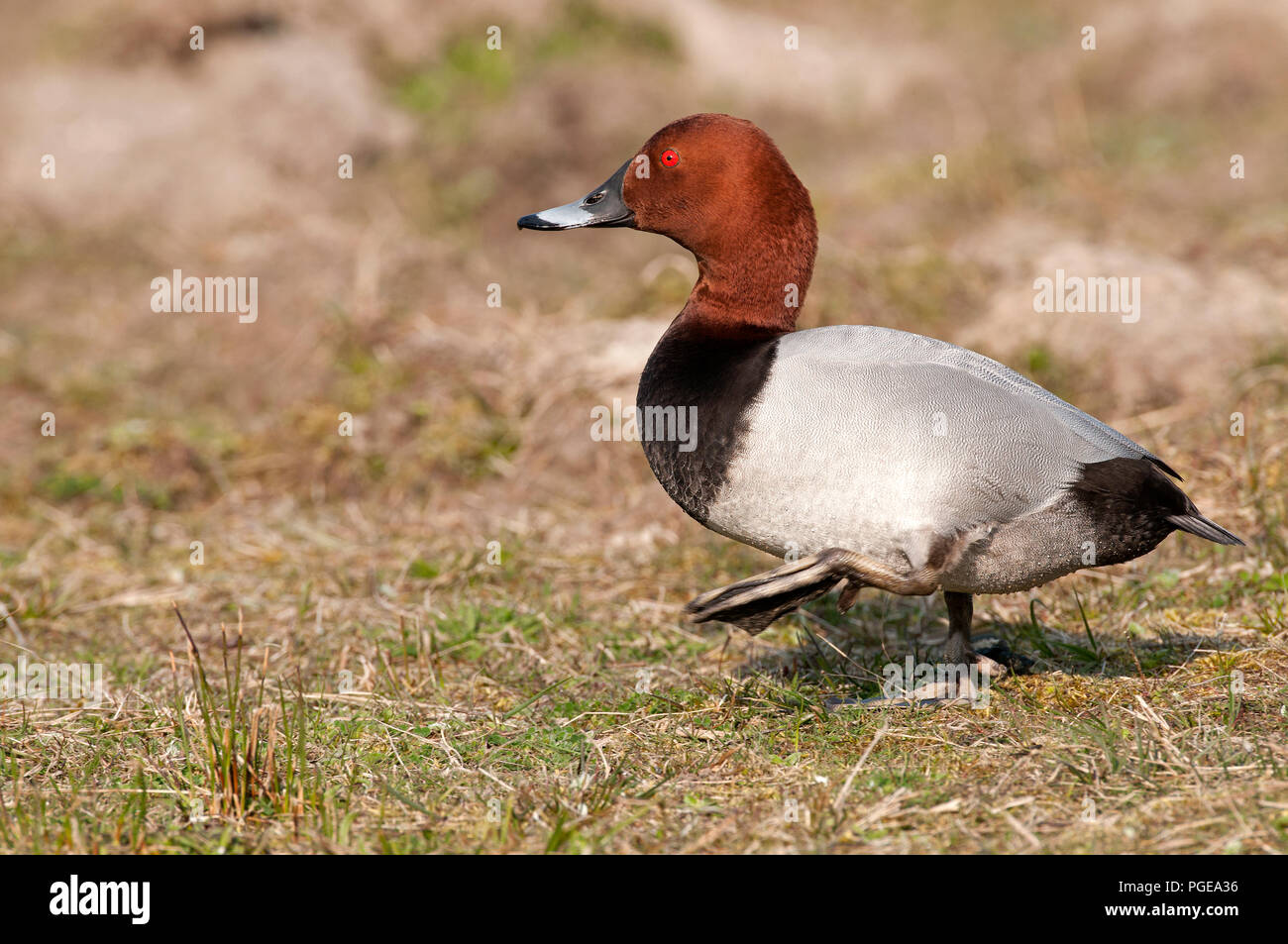 (Pochard Aythya ferina) Fuligule milouin Stockfoto