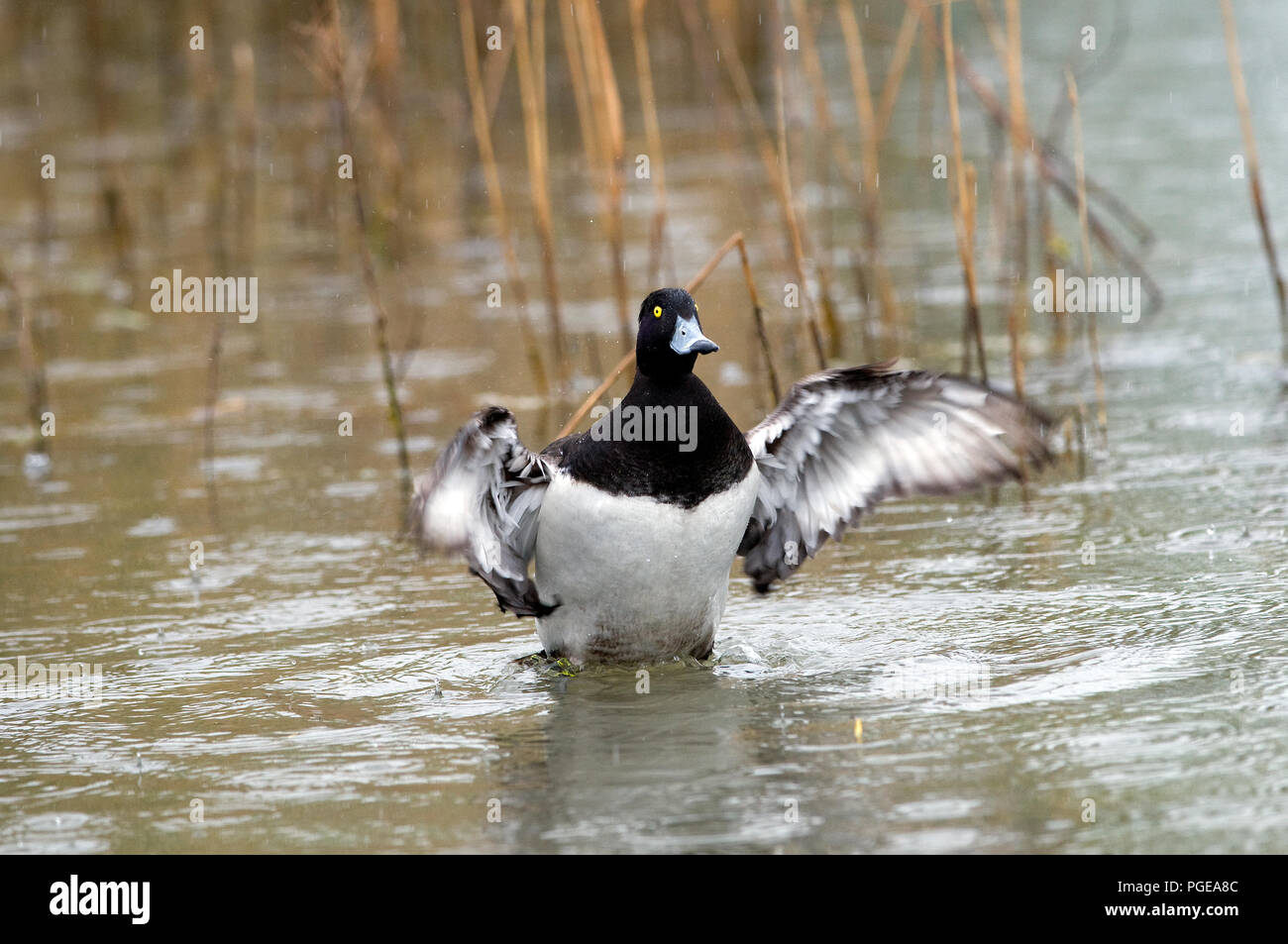 Getuftete Pochard (Aythya fuligula) - männlich Fuligule Morillon Stockfoto