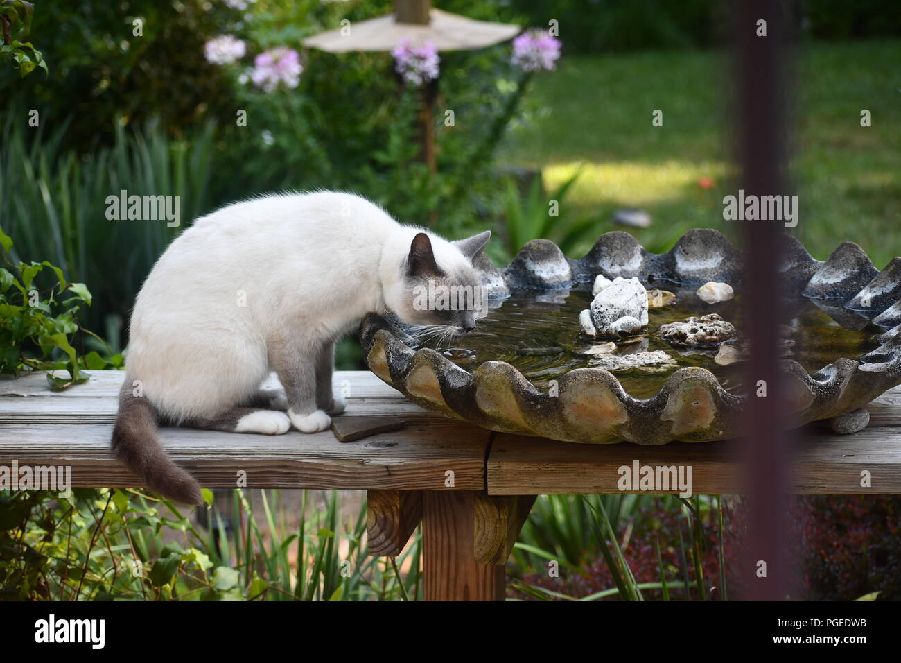 Katze trinkt aus Vogelbad Stockfoto