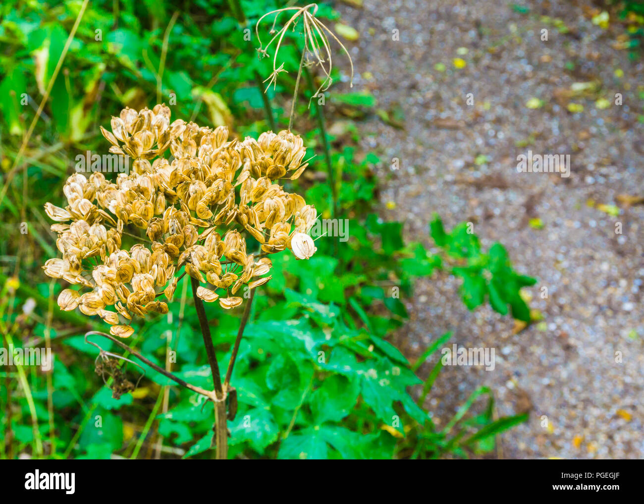 Verdorrte Pflanze trocken Blume Makro in Nahaufnahme Stockfoto