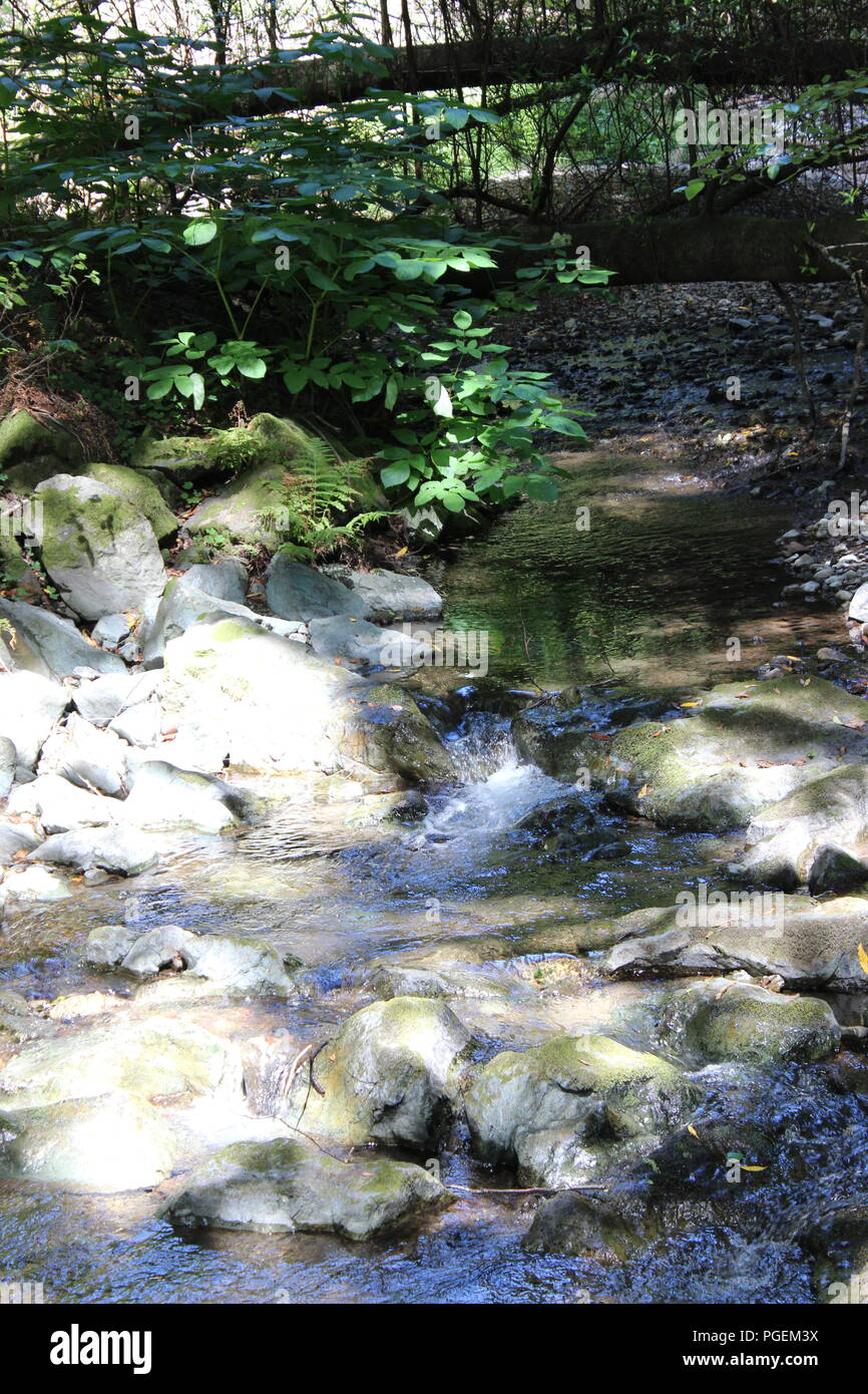 Kleine Bucht in den Muir Woods Stockfoto