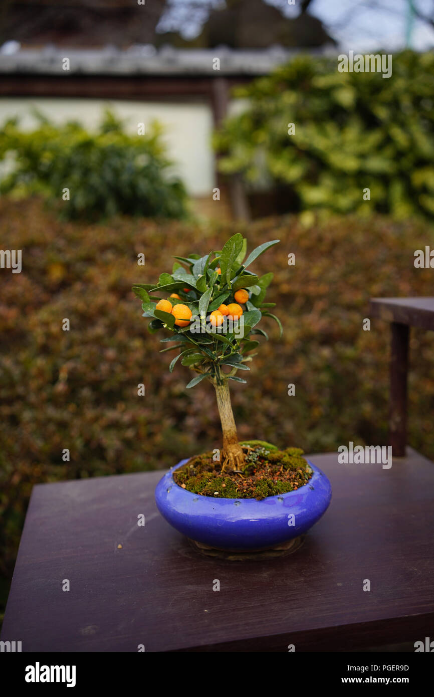 Bonsai orangenbaum -Fotos und -Bildmaterial in hoher Auflsung  Alamy
