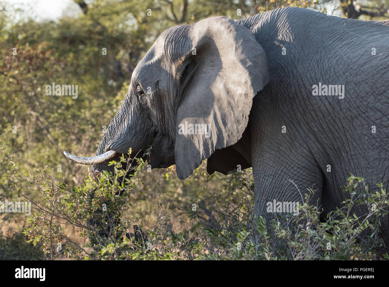 Seitenansicht eines großen afrikanischen Elefanten zu Fuß durch die Bürste. Stockfoto