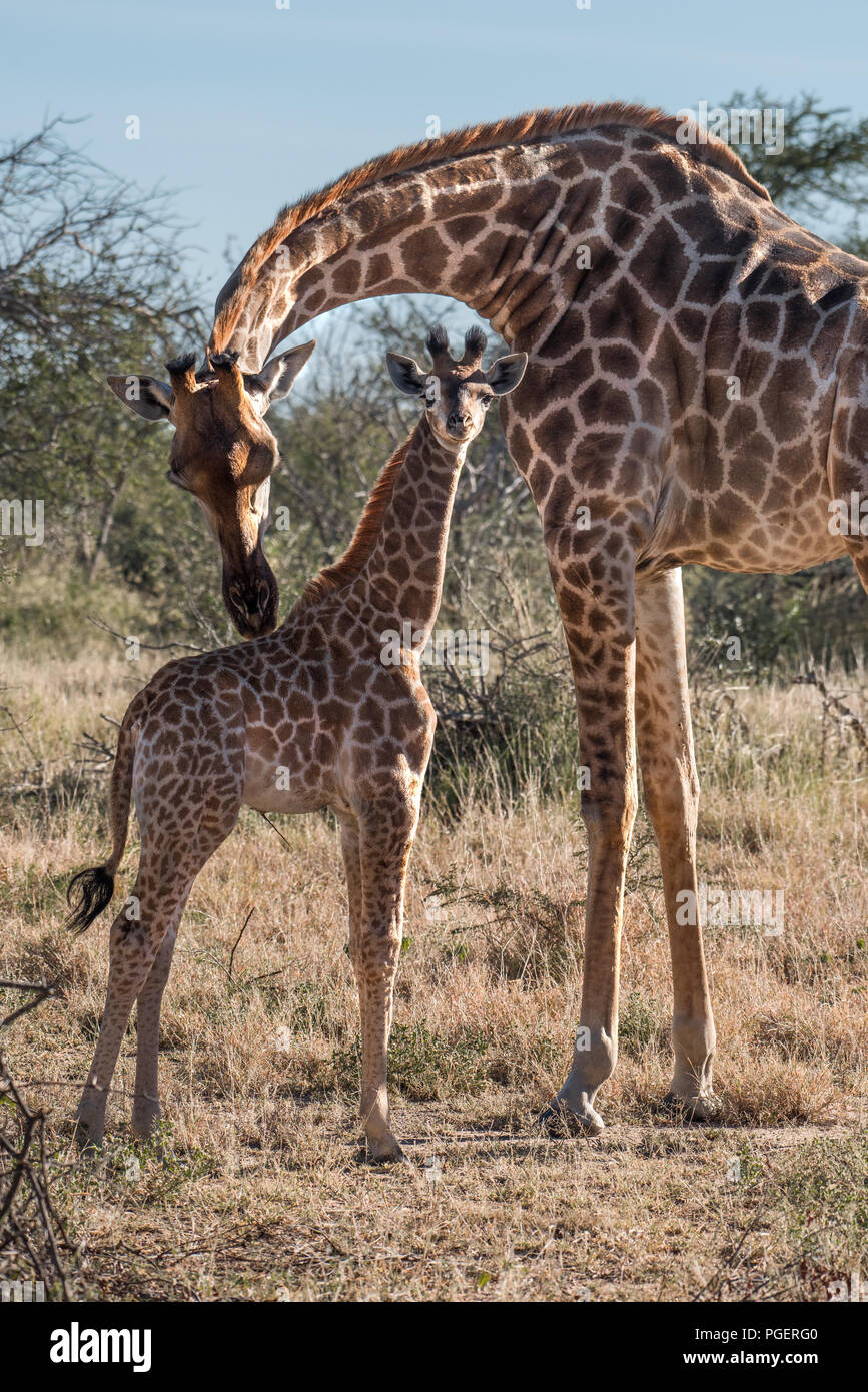 Mutter Giraffe ihren Hals biegen in eine pflegende und schützende Weise über ihr Baby. Stockfoto