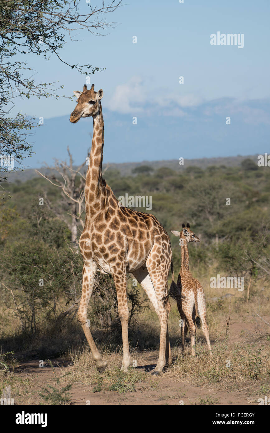 Mutter Giraffe zu Fuß durch afrikanische Savanne mit Baby im Schlepptau. Stockfoto