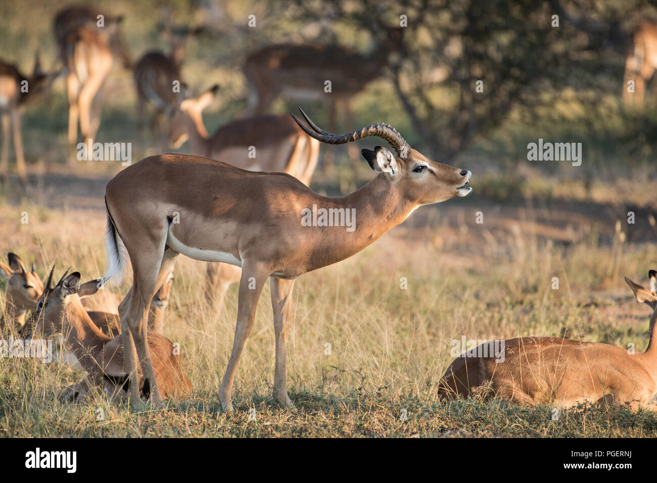 African Impala rufen durch die Herde im Hintergrund umgeben. Stockfoto