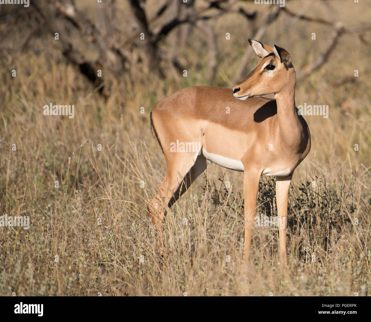 Weibliche Impala ständigen Alert in einem Feld. Stockfoto
