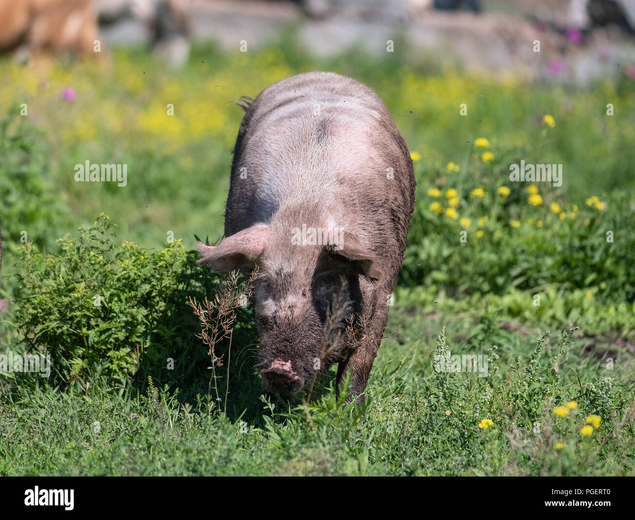 Dreckiges Schwein, Weiden im Feld. Das Schwein verschmiert mit Schmutz wird durch eine Schnauze auf die Kamera gedreht. Stockfoto