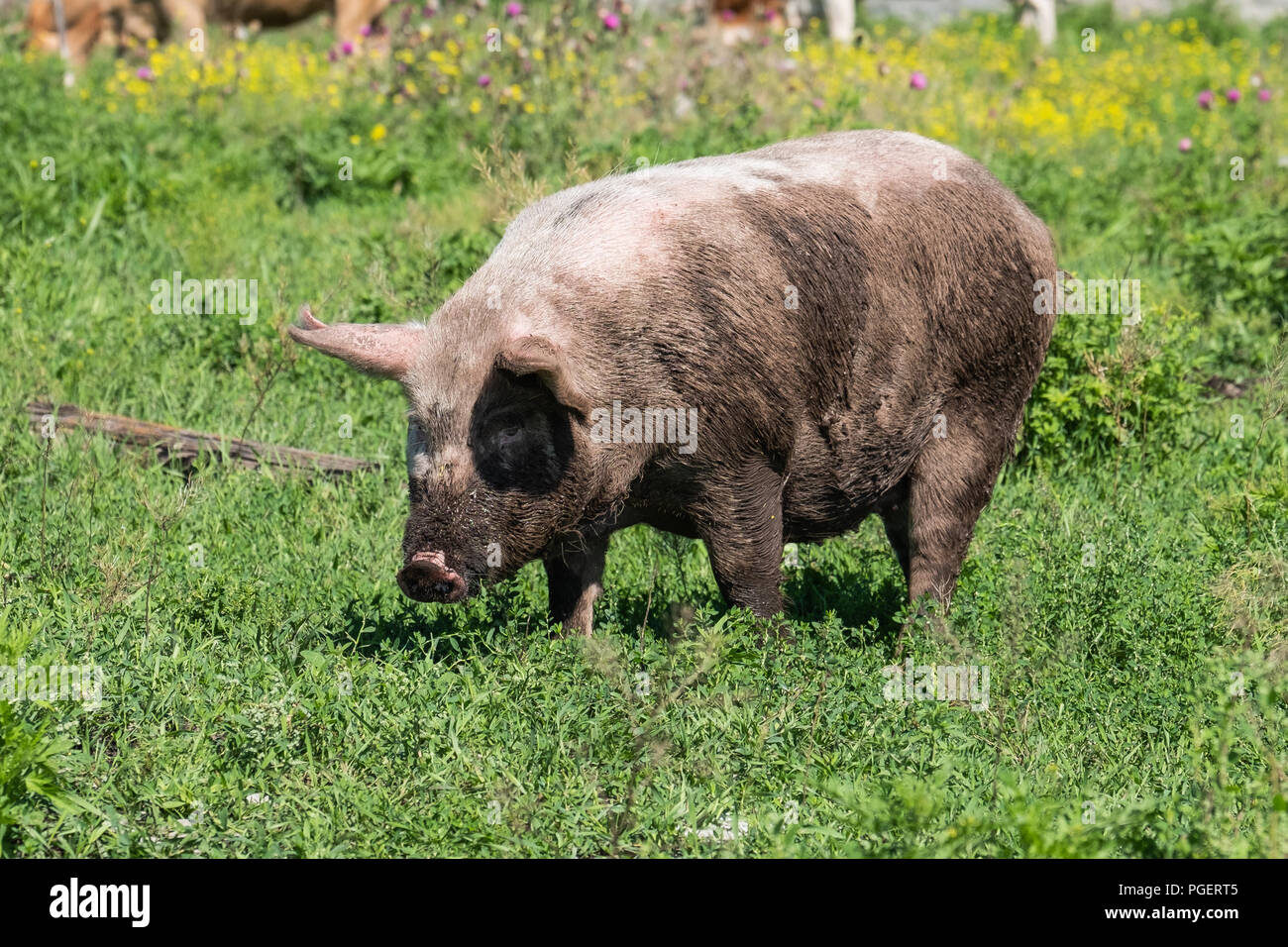 Dreckiges Schwein, Weiden im Feld. Das Schwein verschmiert mit Schmutz wird durch eine Schnauze auf die Kamera gedreht. Schwein ein Gras essen. Stockfoto