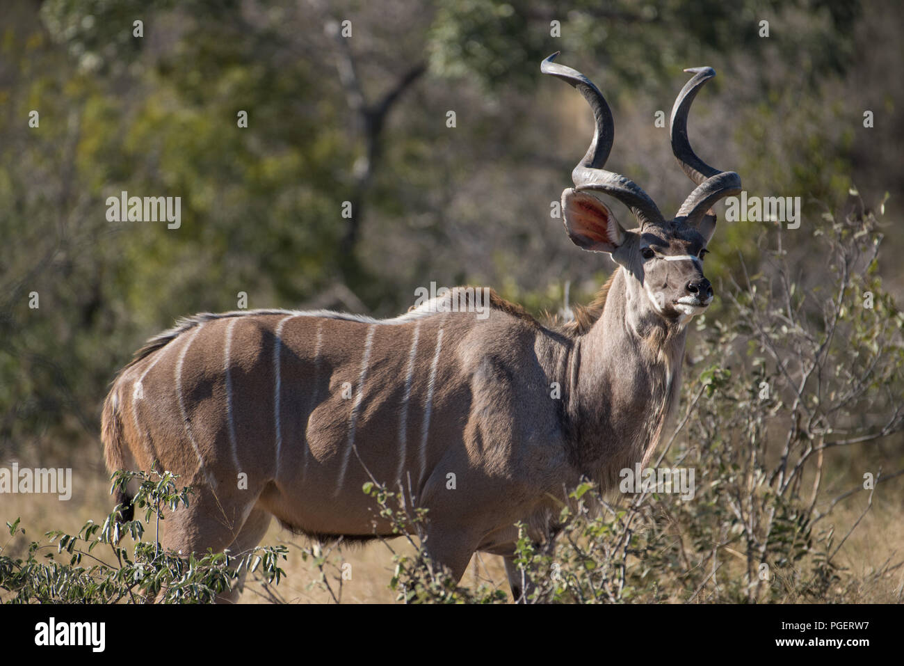 Vorderansicht der männlichen Afrikanischen Kudu. Stockfoto