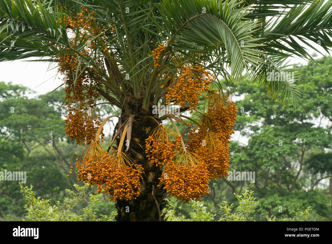 Trauben reif Termine immer auf der Palme. Dhaka, Bangladesch. Stockfoto