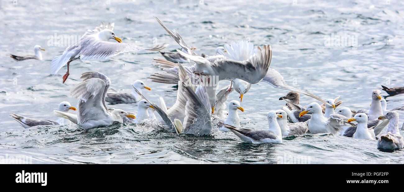 Glaucous-winged Möwen ein Feeding Frenzy im Ozean. Stockfoto