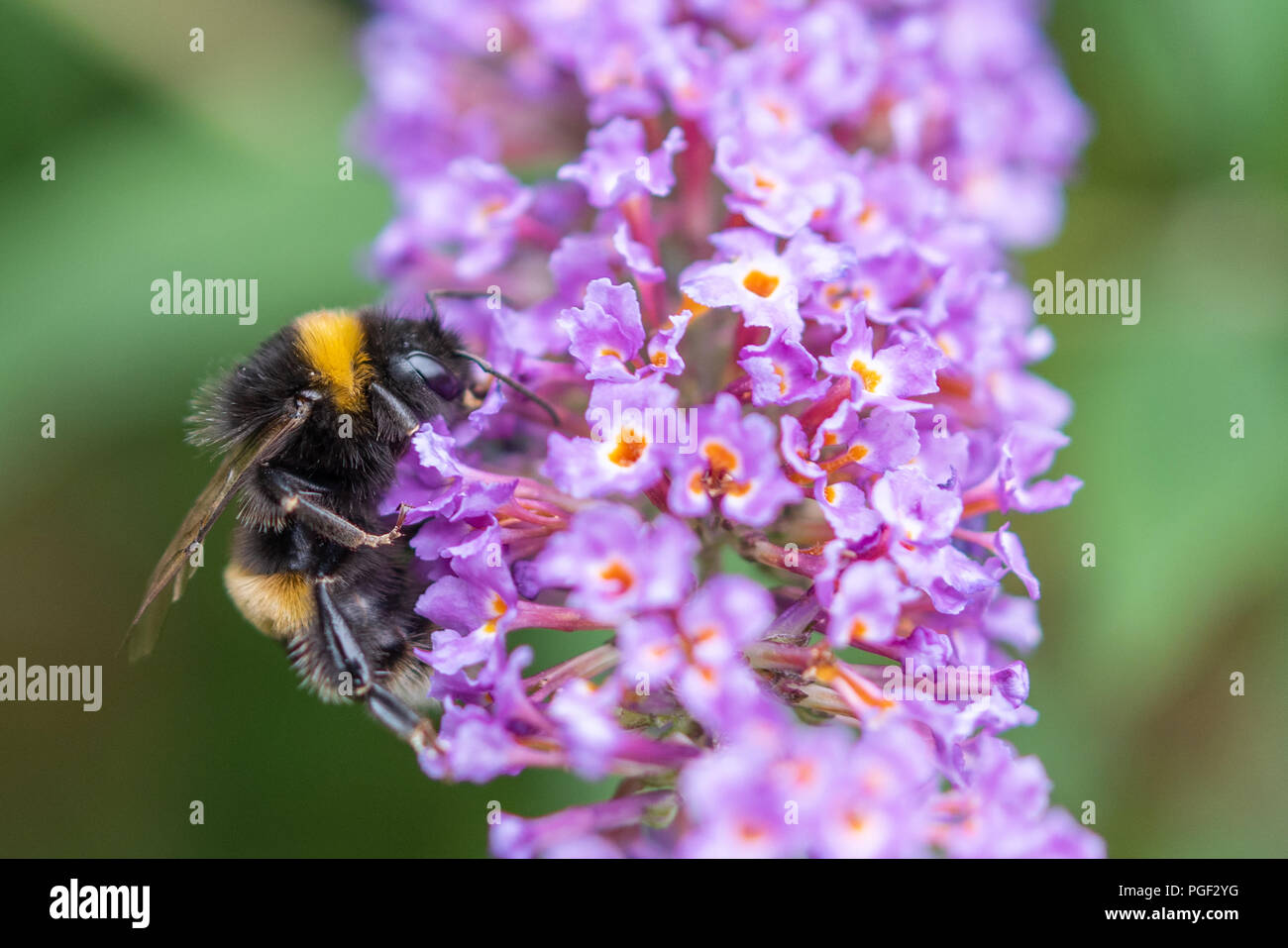 Nahaufnahme eines Bee Pollen sammeln von Lila Blume. Stockfoto