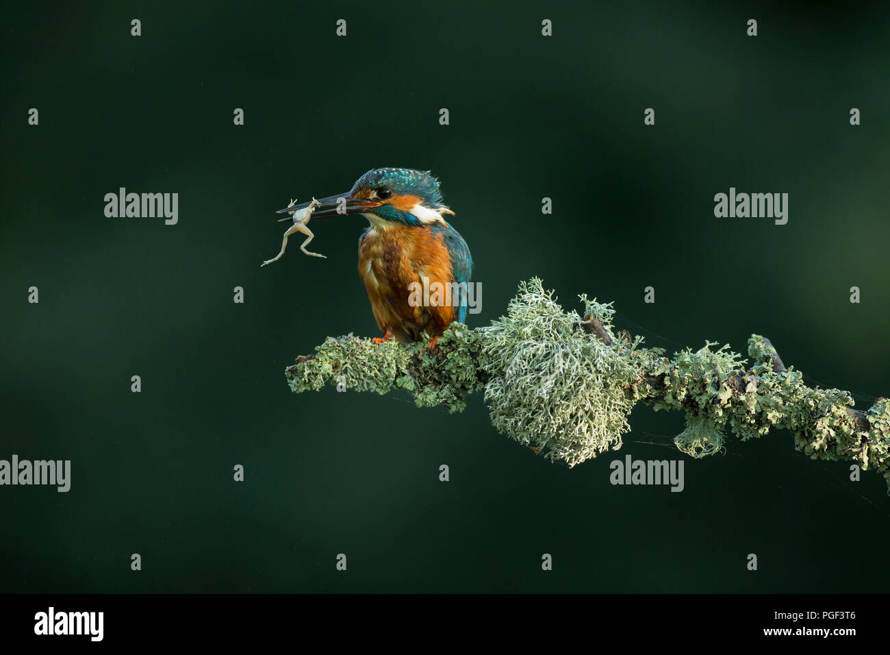 Eisvogel (Alcedo atthis) mit einem jungen Frosch Stockfoto
