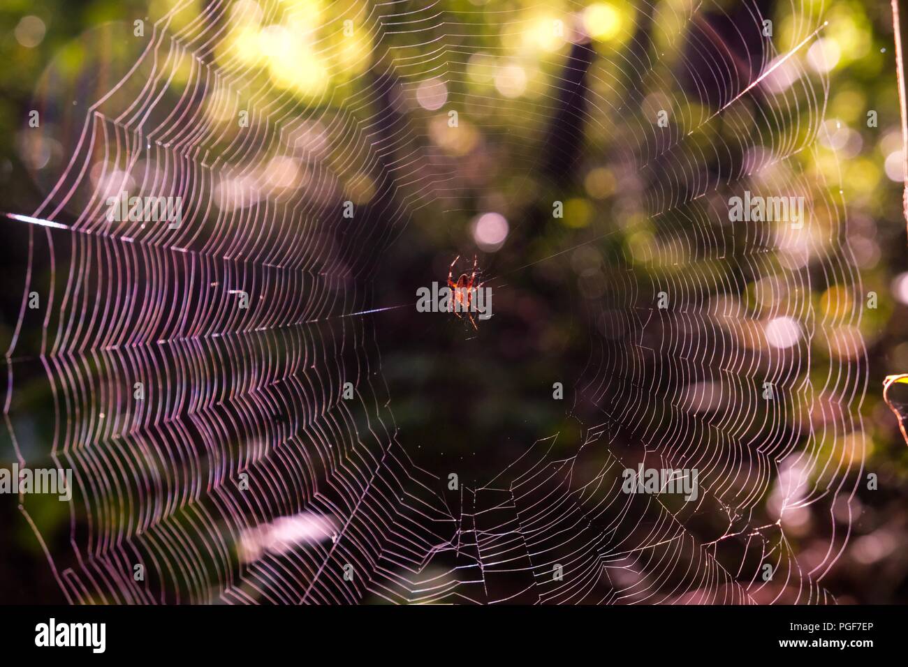 Am frühen Morgen Sonnenlicht aufhellen Eine gefleckte orb-weaver Spider auf Ihrer Webseite an Yates Mühle County Park zentriert in Raleigh North Carolina Stockfoto