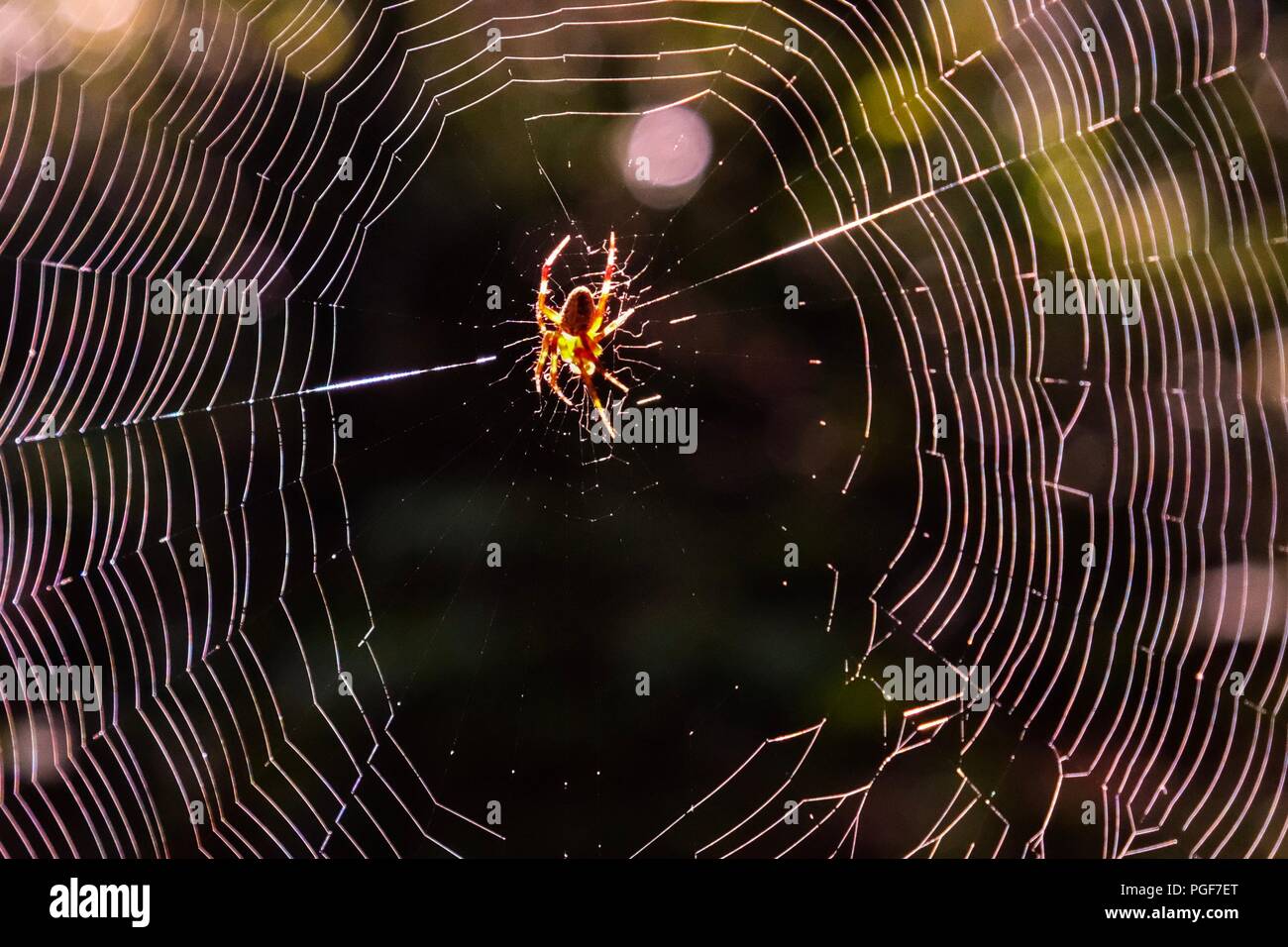 Nahaufnahme der Eine gefleckte orb-weaver Spider auf Ihrer Webseite in der frühen Morgensonne zentriert bei Yates Mühle County Park in Raleigh North Carolina Stockfoto