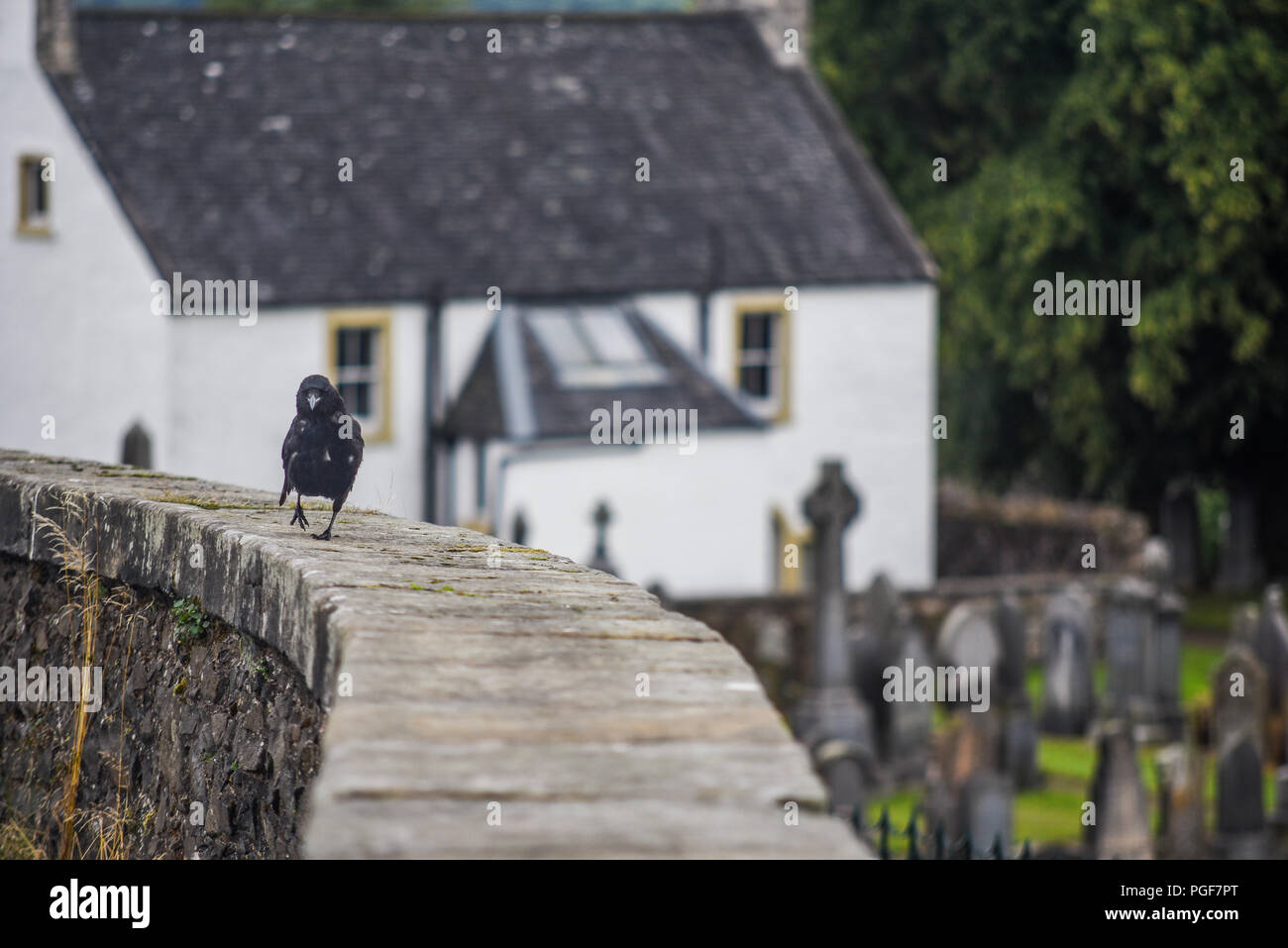 Eine Krähe Wanderungen durch den Friedhof Stirling, Schottland Stockfoto