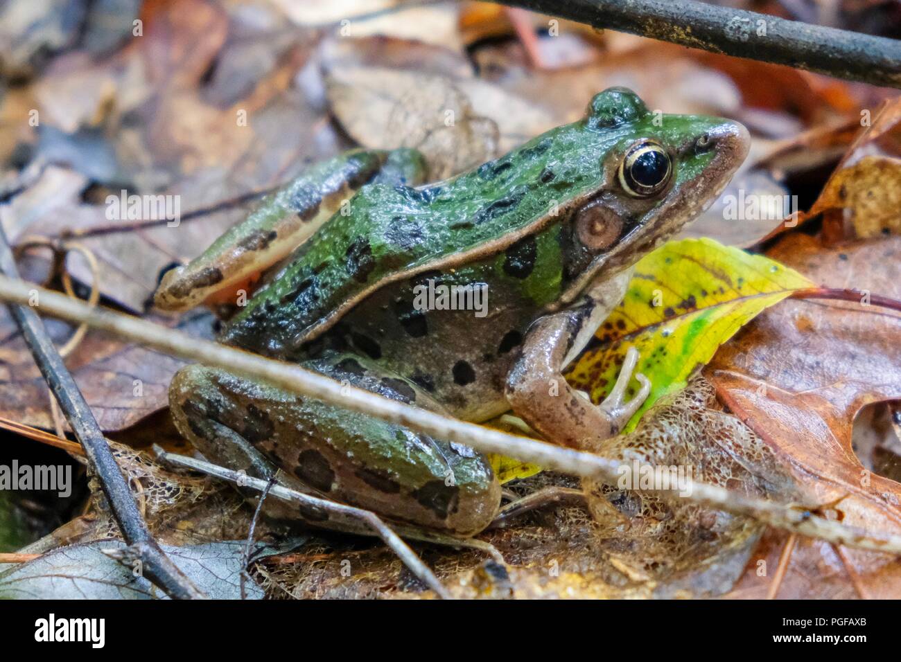 Eine südliche Leopard Frosch sitzt auf den Waldboden nach einem Sommer Regen an Yates Mühle County Park in Raleigh North Carolina Stockfoto