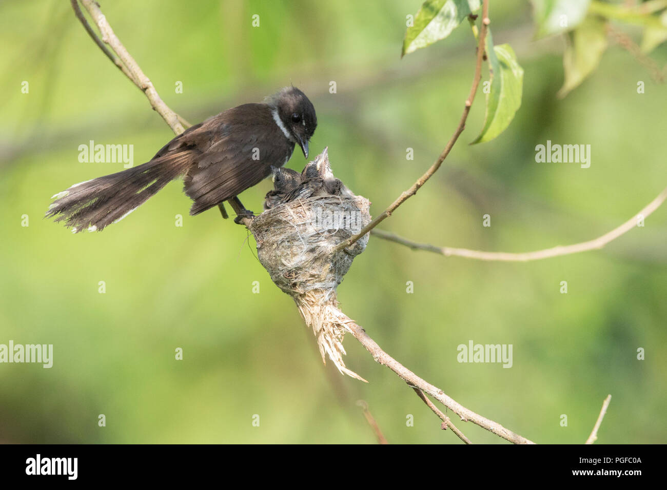Ein malaysischer Pied Fantail Vogel in einem Nest an Kranji Sümpfe, Singapur Stockfoto
