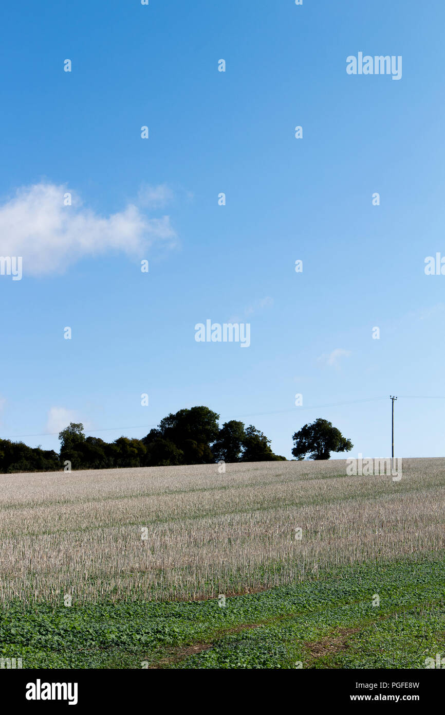 Erntegut Stoppeln nach der Ernte Feld links auf landwirtschaftlich genutzten Flächen in den ländlichen Hampshire gegen einen klaren blauen Himmel eingestellt Stockfoto