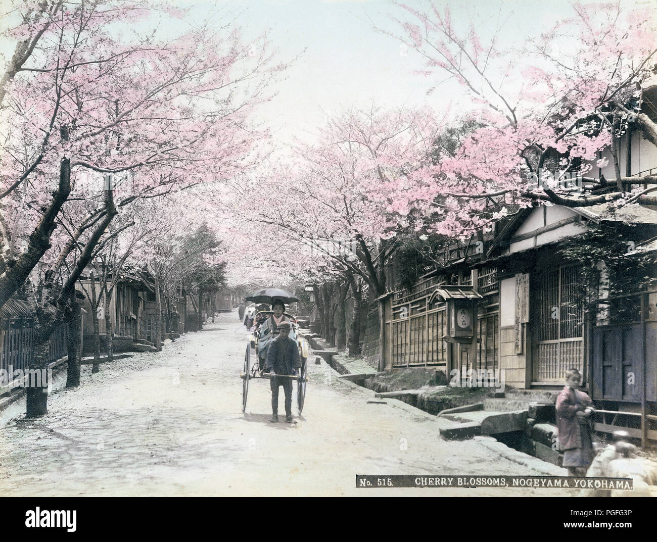 [C. 1890 Japan - rikscha unter Cherry Blossom] - Eine Frau saß in einer Rikscha ist ein Dach, unter Cherry Blossom in Nogeyama in Yokohama, Kanagawa Präfektur, Japan. 19 Vintage albumen Foto. Stockfoto