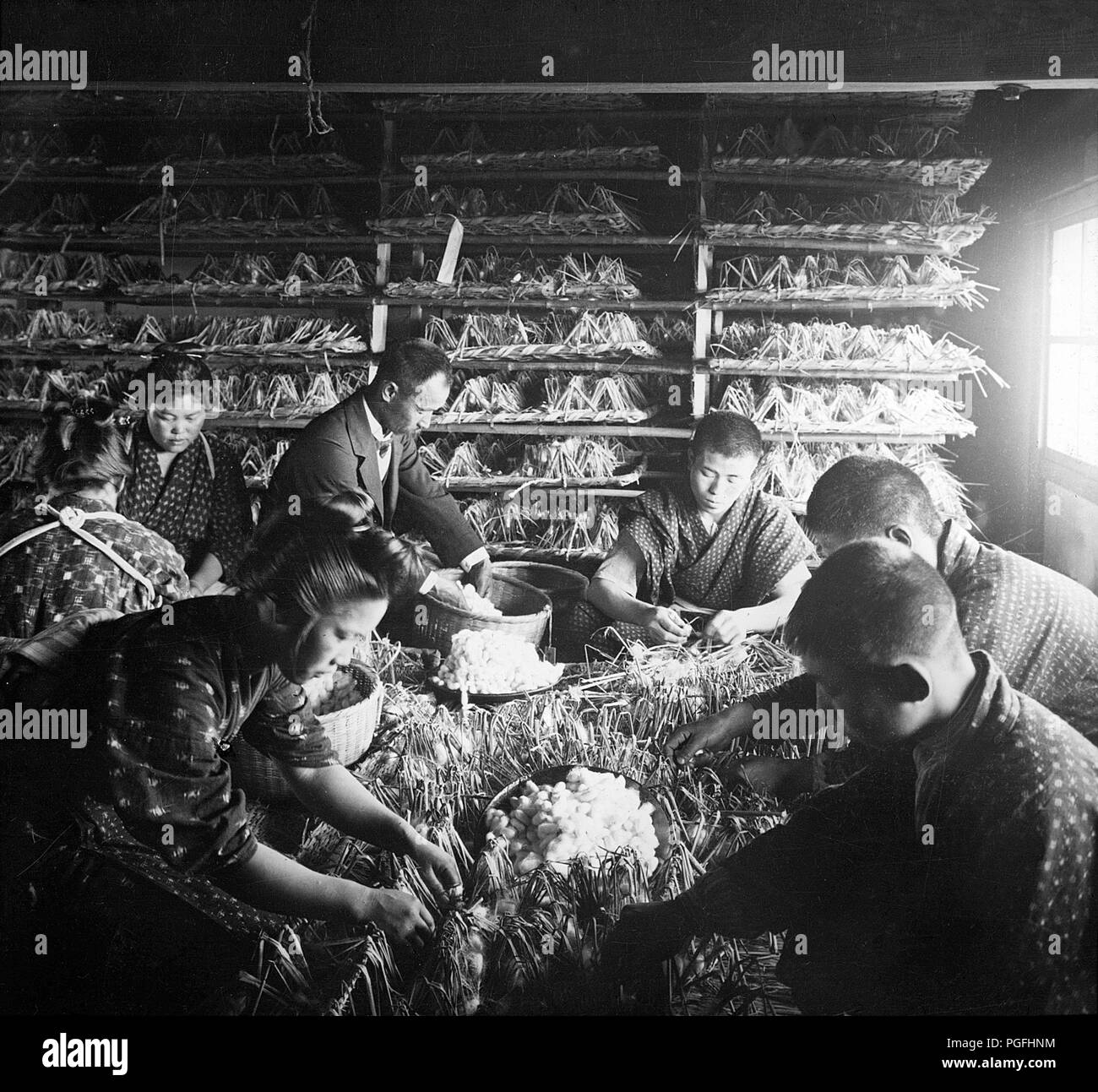 [C. 1900 Japan - Seide Industrie] - Trennung Kokons aus ihren Nestern. 20. Jahrhundert vintage Glas schieben. Stockfoto
