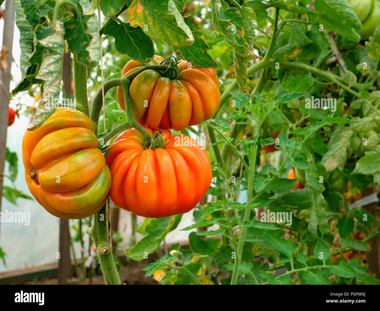 Zweig der Organic Natural reifen mellow Tomaten im Gewächshaus Landschaft Bauernhof wachsen. horizontale Seite Sommer shot mit Kopie Raum Stockfoto