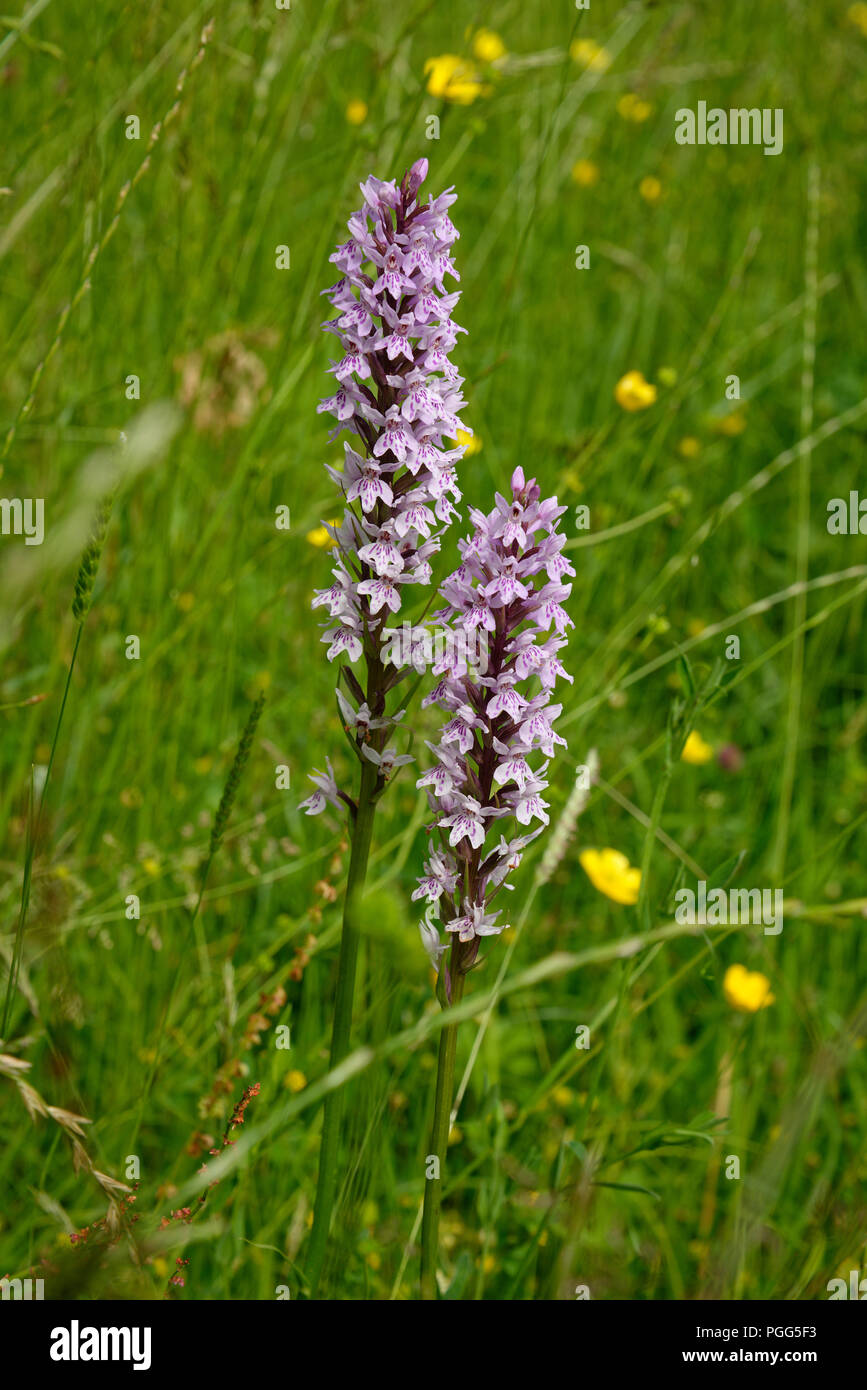 Gemeinsame beschmutzt Wild Orchid in einem britischen Wiese. Stockfoto