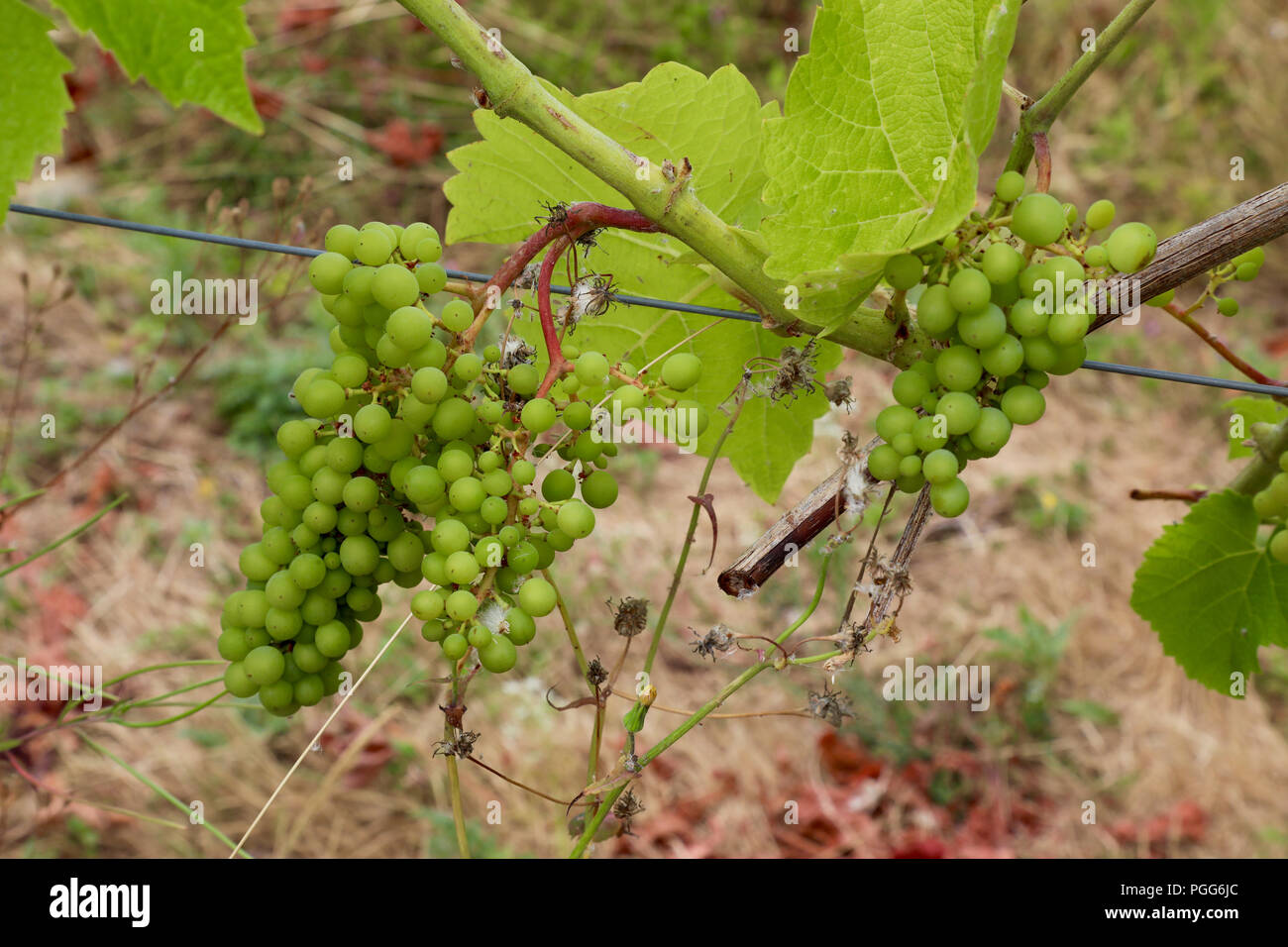 Die BRITISCHE Hitzewelle hat ideale Bedingungen für die großen britischen Traubenmost gewonnen. Denbies Vineyard auf der Surrey Hills Reben frei von Schimmel aufgrund der trockenen Sommer und gute nassen Frühling, der Chalk unter der Boden ist feucht und die Bewässerung der Trauben an den Reben. Die britische Weinhändler sagen, dass es ein Jahrgang mit perfekten Bedingungen, so dass Brexit Großbritannien mehr Auszeichnung Weine haben könnte sein könnte. Klimawandel und heiße Sommer sicherlich noch einen Bonus haben. Mit: Atmosphäre, wo: Dorking, Großbritannien Wann: 26 Aug 2018 Quelle: David Sims/WENN.com Stockfoto