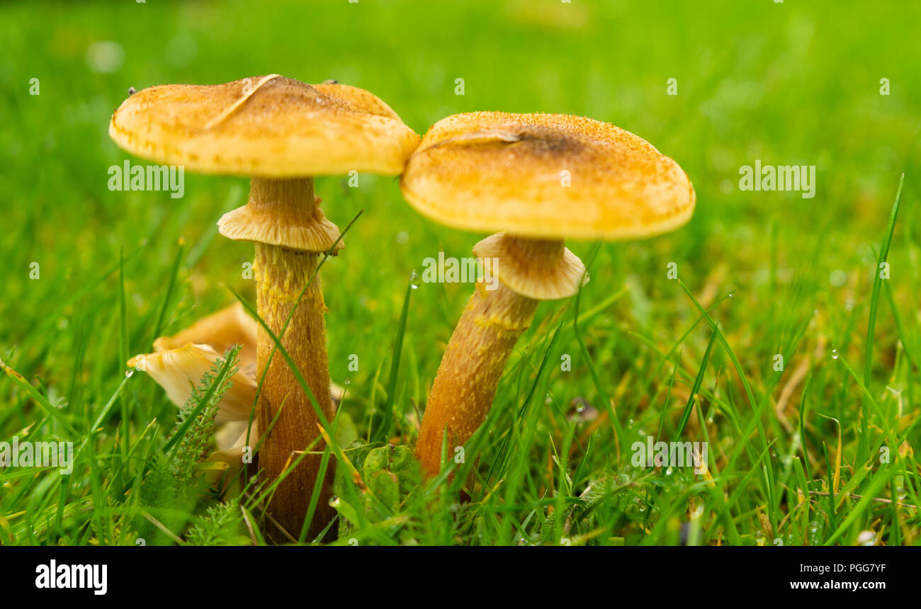 Twin Orange und Braun im Herbst Pilze auf Gras mit Kopie Raum Stockfoto